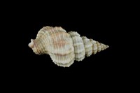 藏品(中華峨螺)的圖片